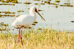 African Spoonbill (Spatule d'Afrique)_7D2_0827 null