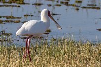 African Spoonbill (Spatule d'Afrique) Chobe River