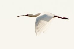 African Spoonbill (Spatule d'Afrique)_x737A3880-2 null