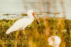 African Spoonbill (Spatule d'Afrique)_x737A4855-2 null
