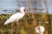 African Spoonbill (Spatule d'Afrique) African Spoonbill (Spatule d'Afrique)