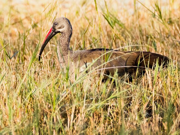 Ibis Hagedash