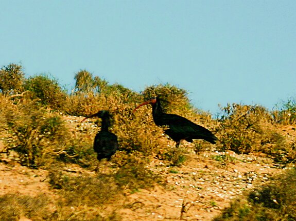 Ibis chauves