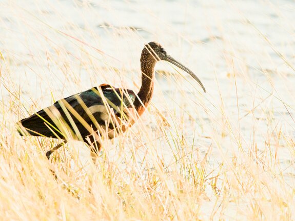 Ibis falcinelles