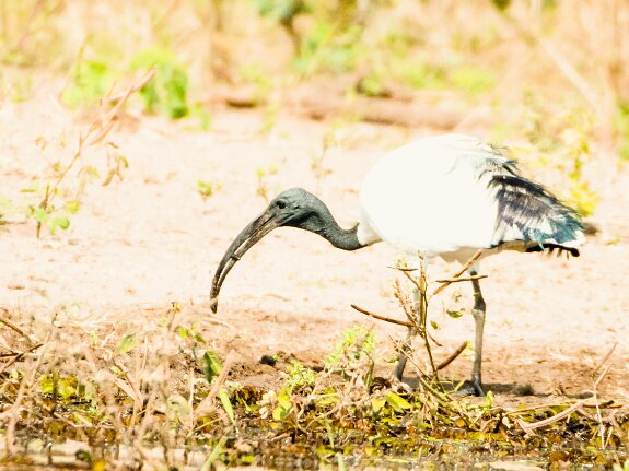 Ibis sacré