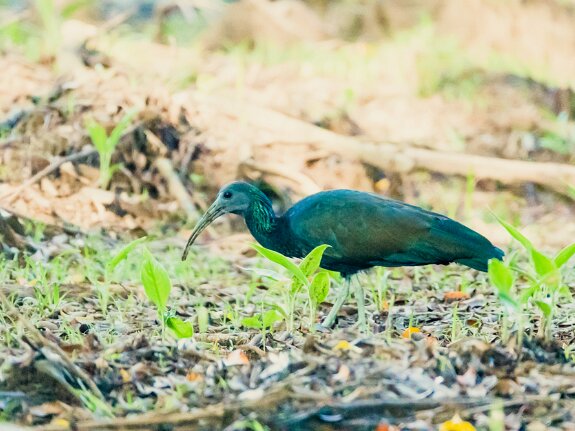 Ibis vert