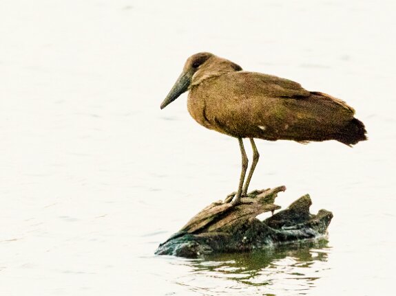 Scopidés (Ombrette)