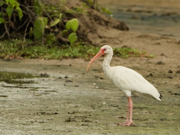 Threskiornithidés (Ibis et spatules)