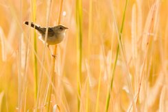 African Reed Warbler (Rousserolle Africaine)_7D2_2175 null
