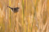 African Reed Warbler (Rousserolle Africaine) Chief Island