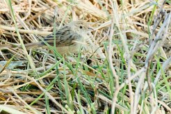 African Reed Warbler (Rousserolle Africaine)_7D2_2571 null