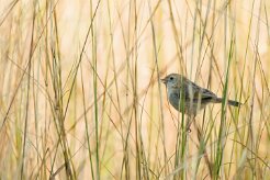 African Reed Warbler (Rousserolle Africaine)_7D2_2573 null