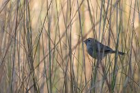 African Reed Warbler (Rousserolle Africaine) Chief Island