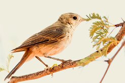 African Reed Warbler (Rousserolle africaine)-_737A4074-2 null