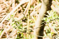rousserolle_effarvate_x737a0717-2 null