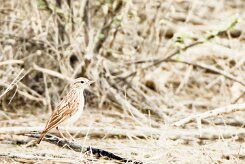 Alouette sabota (Sabota Lark)-_737A5073-2 null
