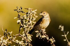 Sabota Lark (Alouette sabota)_737A2390-2 null