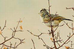 Sabota Lark (Alouette sabota)_737A2578-2 null