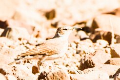 Karoo Long-billed Lark (Alouette du Karoo)-737A9422-2 null