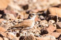 Karoo Long-billed Lark (Alouette du Karroo) Etendeka - Damaralnd - Namibie