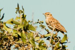 Monotonous Lark (Alouette monotone)_737A1923-2 null