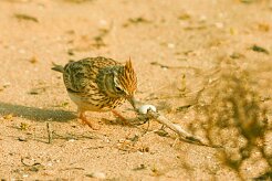cochevis_huppe_02-2 null