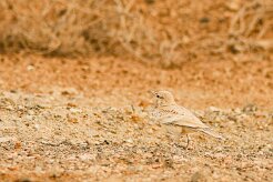 sirli_du_desert_01-2 null