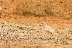 sirli_du_desert_02-2 null