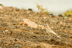 sirli_du_desert_03-2 null