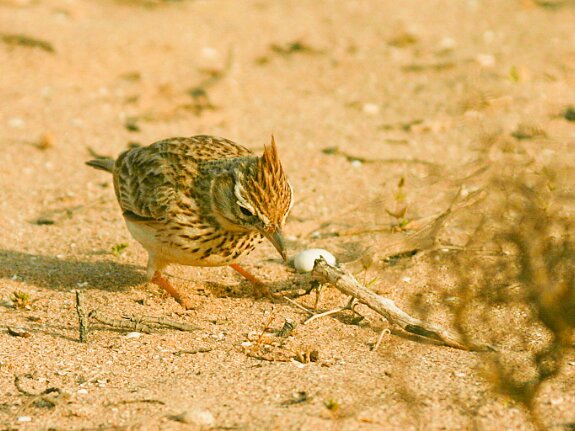 Cochevis Huppe