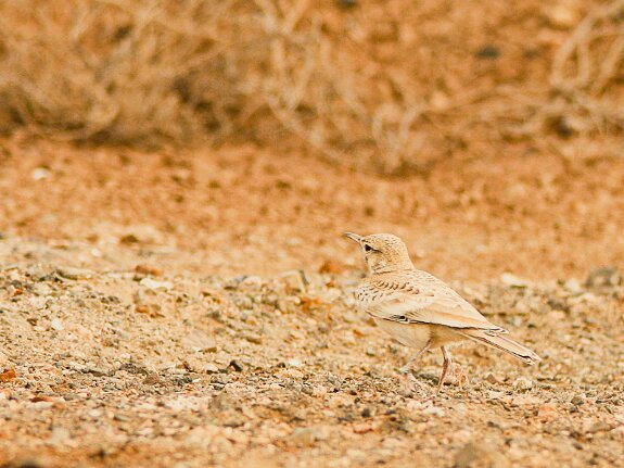 Sirli du desert