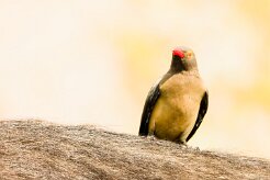 Red-billed Oxpecker (Piqueboeuf à bec rouge)_7D2_0529 null