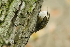 grimpereau_des_bois_01-2 null