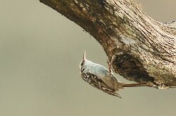 grimpereau_des_bois_02-2 null