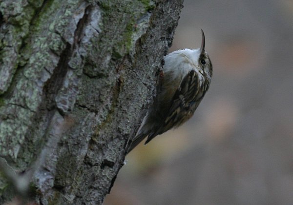 Grimpereau des bois