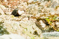 cincle_plongeur_16-2 null