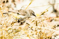 Yellow-bellied Eremomela (Érémomèle à croupion jaune)-737A9498-2 null