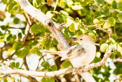 Zitting Cisticola (Cisticole des joncs)_x737A4298-2 null