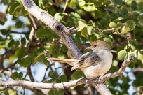 Zitting Cisticola (Cisticole des joncs) Zitting Cisticola (Cisticole des joncs)