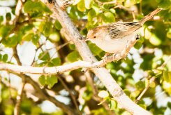 Zitting Cisticola (Cisticole des joncs)_x737A4299-2 null