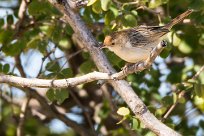 Zitting Cisticola (Cisticole des joncs) Zitting Cisticola (Cisticole des joncs)