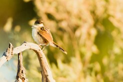 Rattling Cisticola (Cisticole grinçante)_7D2_2509 null