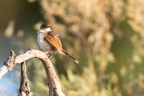 Rattling Cisticola (Cisticole grinçante) Chief Island