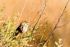 Rattling Cisticola (Cisticole grinçante)_x737A4700-2 null