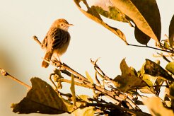 Tinkling Cisticola (Cisticole grise)_7D2_2471 null