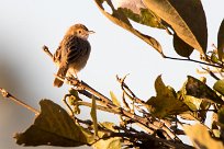 Tinkling Cisticola (Cisticole grise) Chief Island