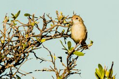 Chirping Cisticola (Cisticole pépiante)_7D2_2439 null