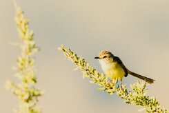 Black-chested Prinia (Prinia à plastron)_737A2401-2 null