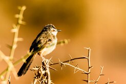 Black-chested Prinia (Prinia à plastron)_737A4248 null