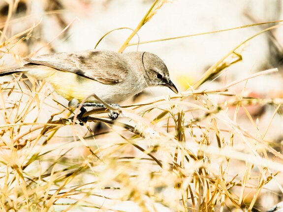 Érémomèle à croupion jaune